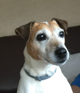 firmenhund_wenzel_kl Kollege Hund bei La-Chance Automatenaufsteller